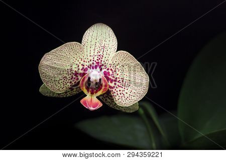 Orchidaceae Yellow Flower With Pink Spots. Isolated On Dark Background.