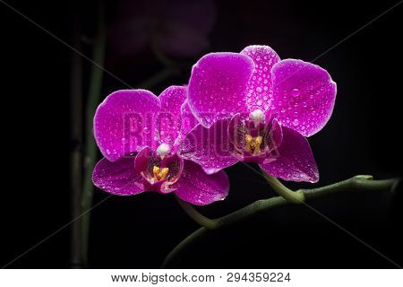 Closeup Shot Of Two Orchid Flowers With Water Drops And Dew On It. Night Shot On Black Background.