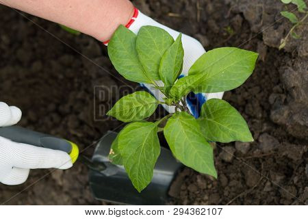 Woman In Garden Maintaining Soil Around A Young Pepper Plant In Springtime