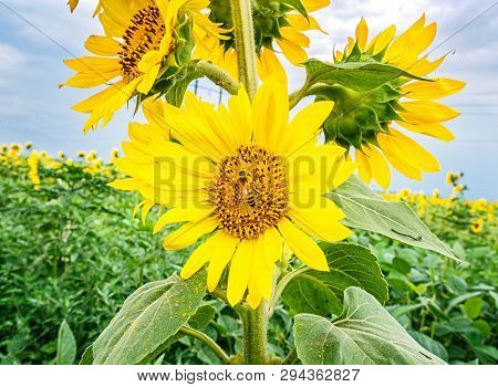 Bush Sunflower With The Main Heads Of Flowers.. Bee Pollinates A Flower Of A Sunflower In The Field.