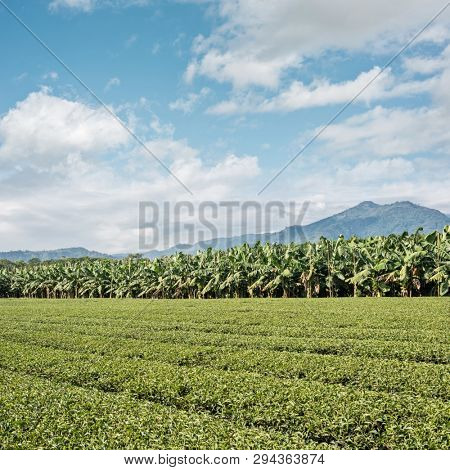 green tea farm at countryside, landscape in Luye, Taiwan