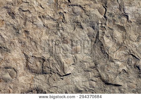 Stone Texture Background. Surface Of The Marble With A Pattern Of Seashells.
