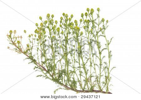 Camomile