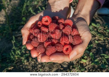 Close Up Of The Ripe Raspberry In Hands.