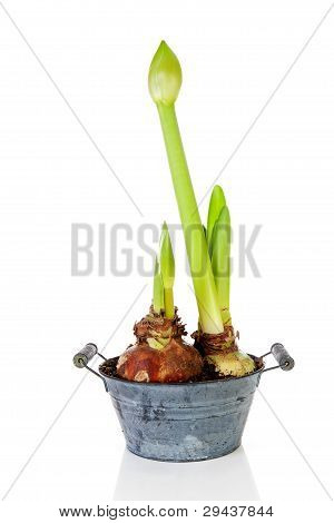 Amaryllis blommor i Bud