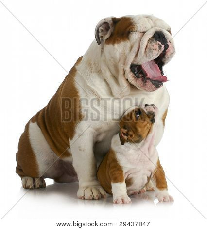 พ่อและลูกสุนัข - สุนัขบูลด็อกอังกฤษหาที่ผู้ใหญ่ yawing บนพื้นหลังสีขาว