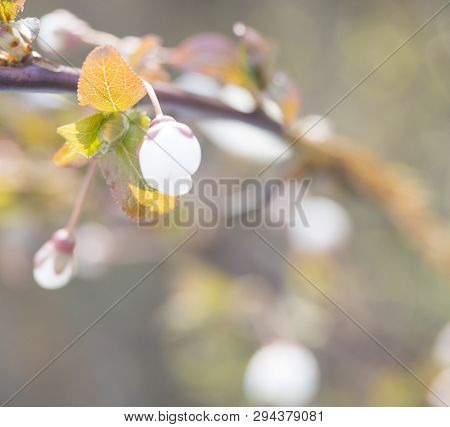 Close Up Beautiful Macro Blooming Pink Apple Blossom Bud Flower Twing With Leaves, Selective Focus, 