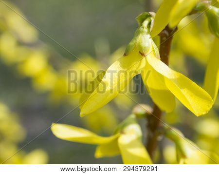 Close Up Macro Blossom Weeping Forsythia Or Golden-bell Flower Forsythia Suspensa, Selective Focus, 