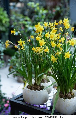Potted Narcissus, Tazetta Daffodils Division 8 Avalanche Flowers Blooming In The Garden Shop In Spri