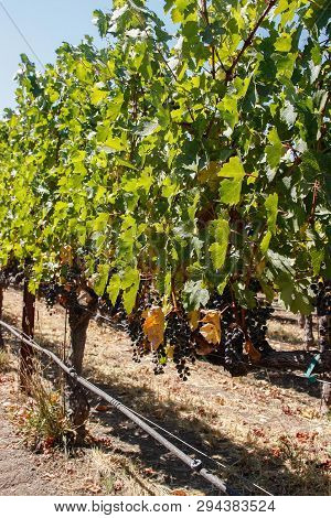 Row Of Vines At A Vineyard In Napa Valley