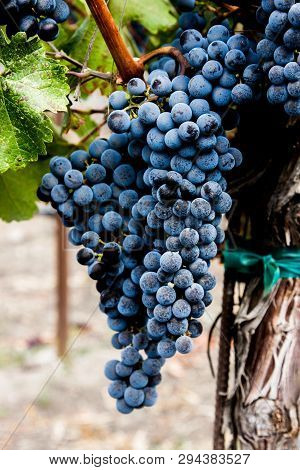 Grapes Ripening On The Vine At A Napa Valley Vineyard