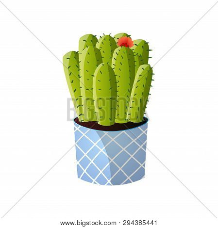 Moon Green Cactus With Red Flower In Striped Pot