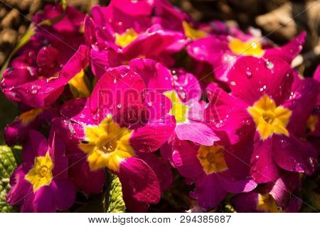 Pink Primulas Growing In Spring North East Italy. Focus On The Flower Front Left. They Are Of The Co
