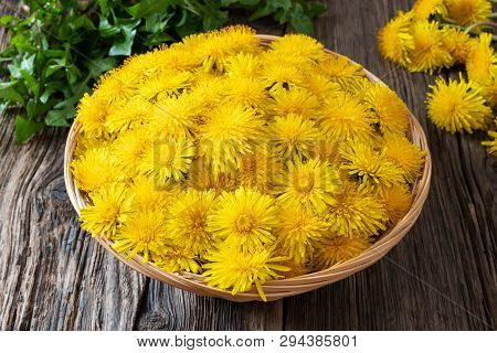 Fresh Dandelion Flowers In A Basket On A Table