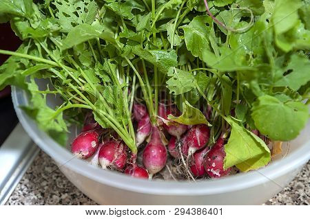 Radish Low Glycemic Index Food - Organic Vegetable