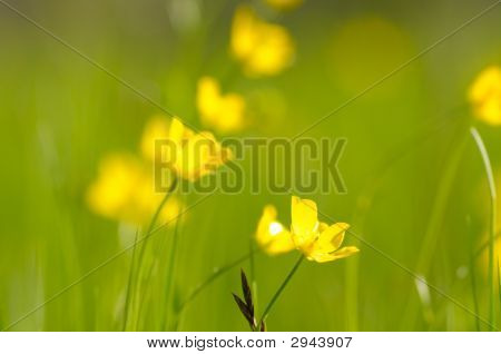 Spring Background. Shallow Dof