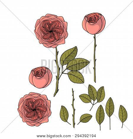 Hand Drawn Garden Rose Juliet Flower. Floral Design Element