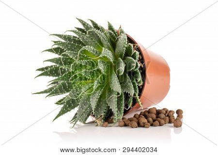Aloe Aristata Plant In A Pot With Pebbles Near Isolated On White Background