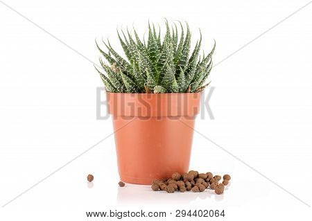 Aloe Aristata Plant In A Pot With A Lot Of Pebbles Isolated On White Background