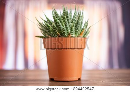 Aloe Aristata Plant In A Pot With Pebbles With Silk Curtains Behind