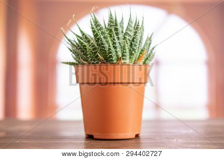 Aloe Aristata Plant Closeup In A Pot With Pebbles In A Room With Spanish Window