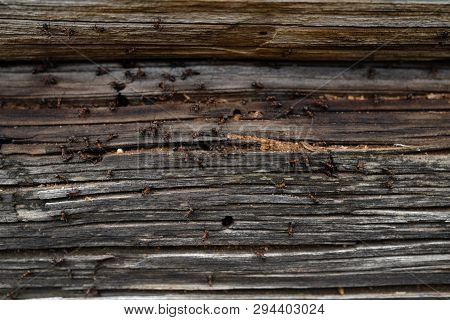 Ants Nest In Wood - Fire Ants Crawling On The Wooden Old House