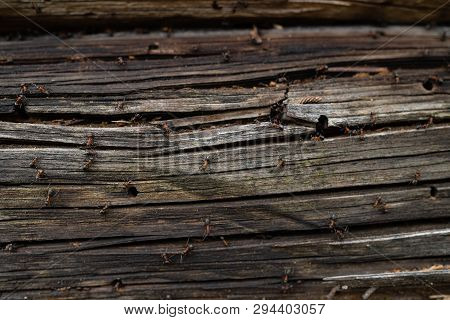 Ants Nest In Wood - Fire Ants Crawling On The Wooden Old House