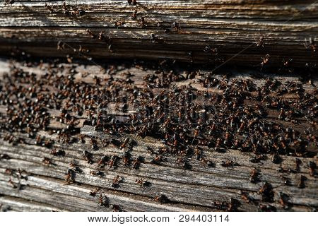 Ants Nest In Wood - Fire Ants Crawling On The Wooden Old House
