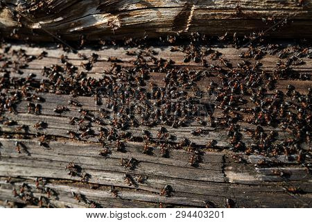 Ants Nest In Wood - Fire Ants Crawling On The Wooden Old House