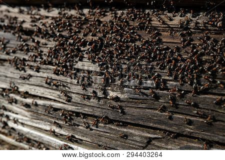Ants Nest In Wood - Fire Ants Crawling On The Wooden Old House