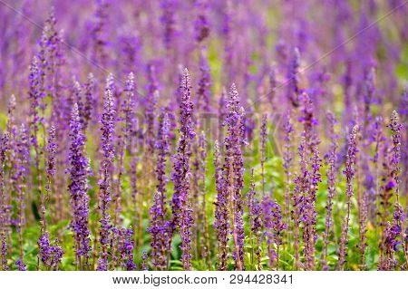 Beautiful Lavender Flower In The Field. Natural Violet Color Flowerin The Countryside.