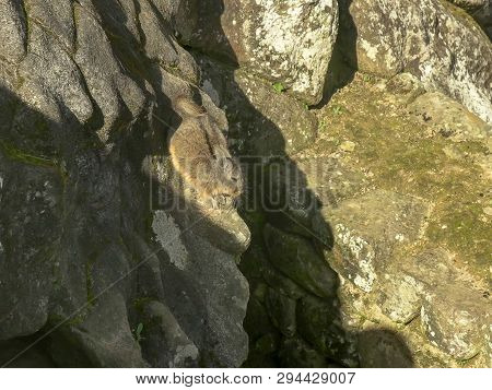 A Machu Picchu Viscacha Scurries To Its Hole