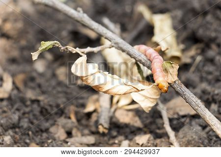 Red Zeuzera Coffeae Or Moths Stem Borer Destroy Tree On Woman Hands's Farmer Which Agriculture Garde