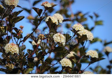 The Flowers Of Eastern Ninebark With Purple Leaves
