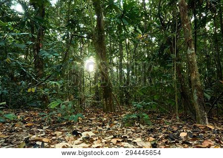 Jungle In Koh Rong Sanloem Island,. Cambodia, Asia