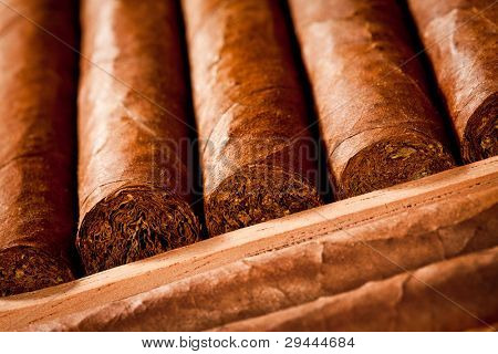 어떤 시가 humidor에 누워