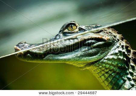 Caiman crocodilus ในน้ำ...