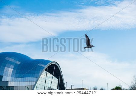 Seagull Flying Past The Sage Gateshead Concert Hall Over River Tyne On Newcastle Gateshead Quayside,