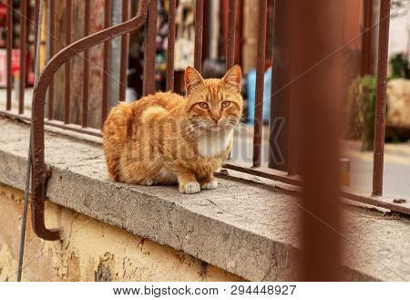 Cyprus Lone Kitten Sitting On Low Wall Behind Brown Fence And Waiting For Some Gift From Passerby. A