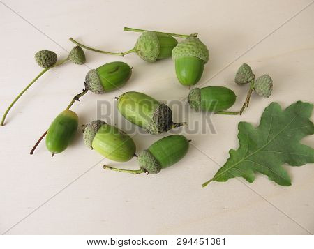 Green Acorns With Cupule In Late Summer