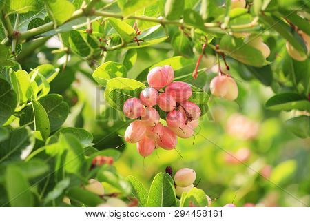 Carunda Or Karonda On The Natural Tree.