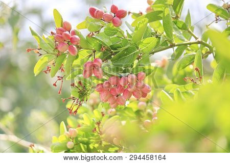 Carunda Or Karonda On The Natural Tree.