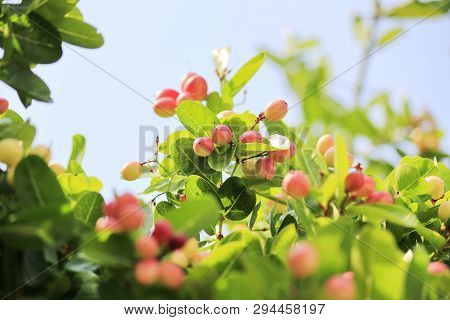Carunda Or Karonda On The Natural Tree.