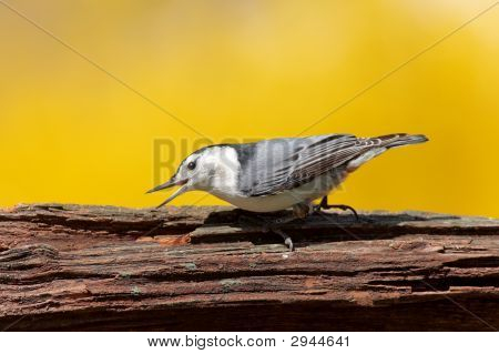 Bianco-Breasted Picchio muratore (Sitta Carolinensis)