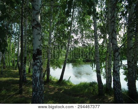 Summer, Birch Grove On The Shore Of A Forest Lake.russia.