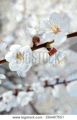 Sakura Flower. Branch Of The Tree Blossoms. White Little Flowers Blossom.