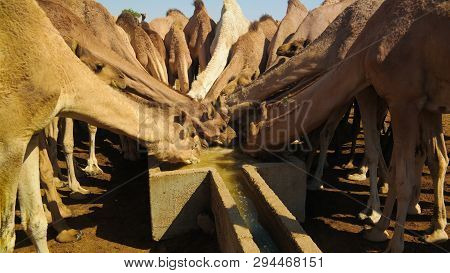 Portrait Of Drinking Camels At The Desert Well In Djibriga , Barh-el-gazal, Chad