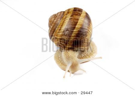 Escargot isolé