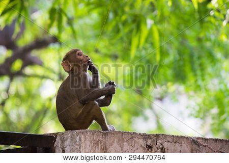 Portrait Of The Rhesus Macaque Monkey Sitting Under The Tree