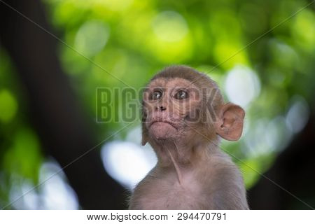 Portrait Of The Rhesus Macaque Monkey Sitting Under The Tree